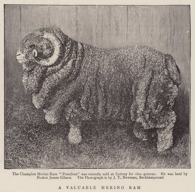 Een Waardevolle Merino Ram (gravure) door English School