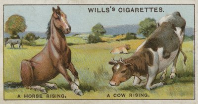 Een paard dat opstaat en een koe die opstaat door English School