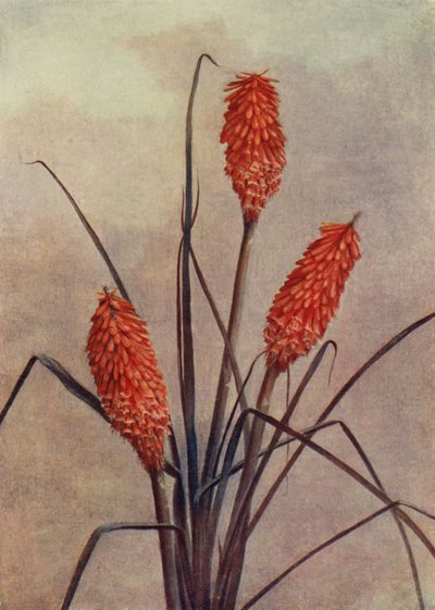 Een prachtige Toorts Bloem, Kniphofia Corallina Superba door English School