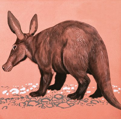 Aardvarken door English School