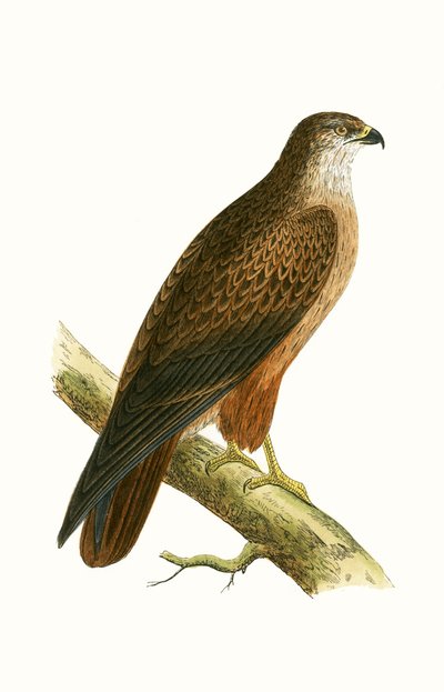 Afrikaanse buizerd, illustratie uit 