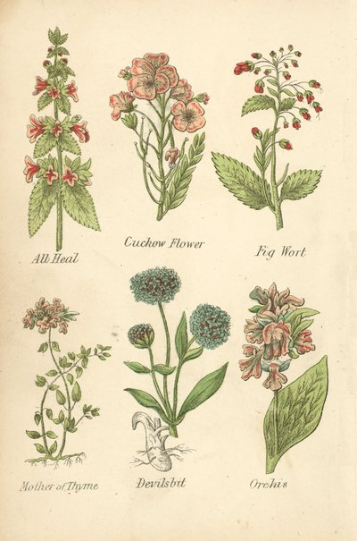 All Heal, Koekoeksbloem, Vijgenkruid, Moeder van Tijm, Duivelsbit, Orchis door English School