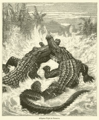 Alligatorgevecht in Sumatra door English School
