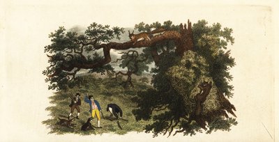 Amerikaanse kolonisten gooien stokken naar grijze eekhoorns in bomen door English School
