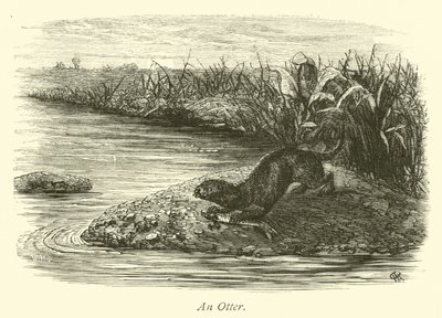 Een Otter door English School