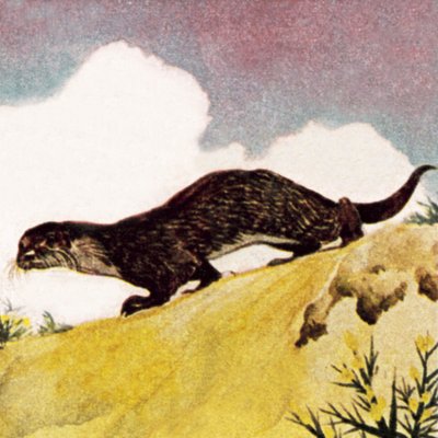 Een otter door English School