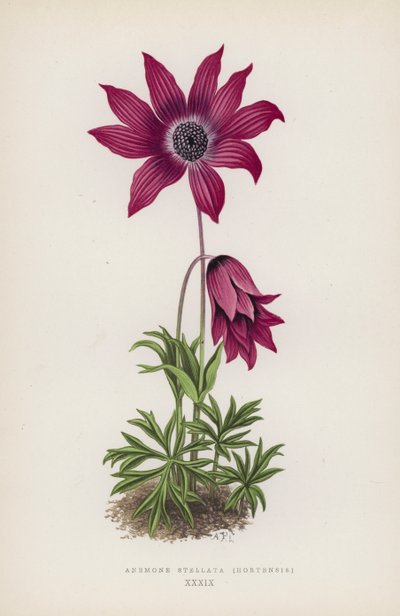 Anemone Stellata, Hortensis (kleur litho) door English School