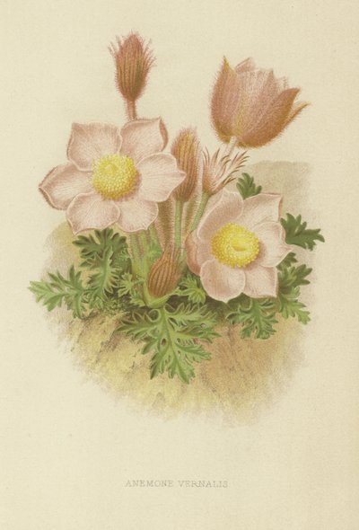 Anemone vernalis door English School