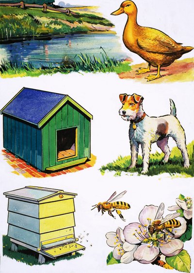 Dieren en hun huizen door English School