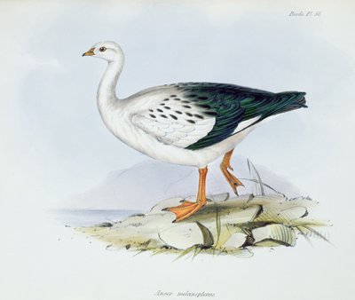 Anser Melanopterus, uit The Zoology of the Voyage of H.M.S. Beagle 1832-36, door Charles Darwin, 1840 door English School