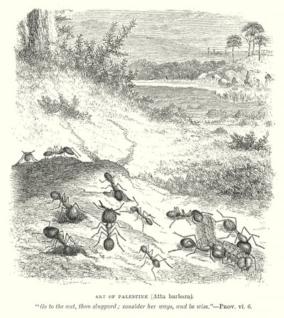 Mier van Palestina (Atta Barbara) (gravure) door English School