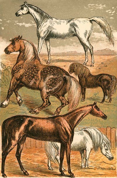 Arabisch Paard, Trekpaard, Renpaard, Shetland Pony en Pony door English School