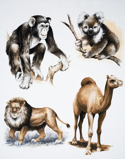 Diverse dieren door English School