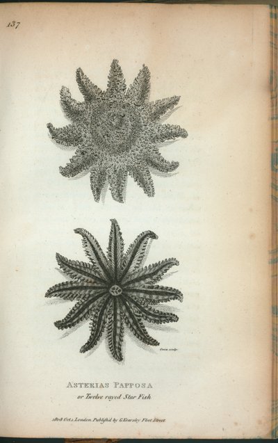 Asterias Papposa of Twaalfstralige Zeester, uit 