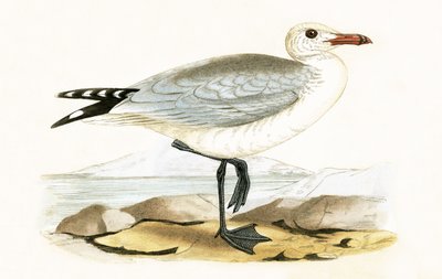 Audouins Meeuw, illustratie uit 