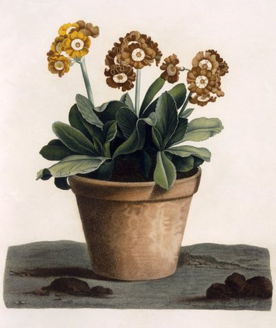 Auricula in een pot, ca. 1840s door English School