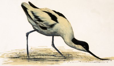 Avocet door English School