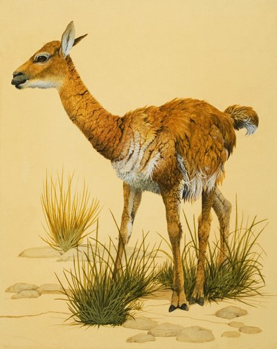 Baby Lama door English School
