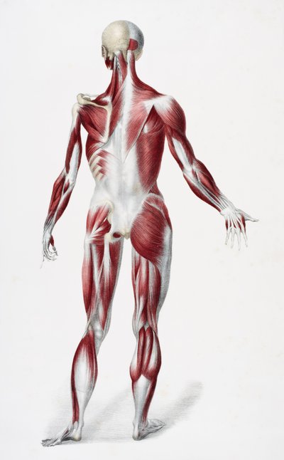 Achterkant van het mannelijke menselijk lichaam met spieren, pezen en botten, uit The Vessels of the Human Body, bewerkt door Jones Quain en William Wilson, gepubliceerd door Taylor en Watson, Londen in 1837 door English School