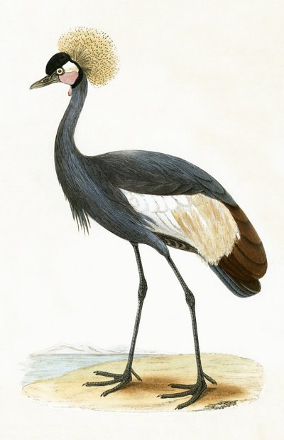 Balearische kraanvogel, illustratie uit 