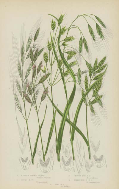 Kale Bromus, Grote Bromus, Gladde Rogge Bromus, Opgeblazen Veld Bromus, Zachte Bromus door English School