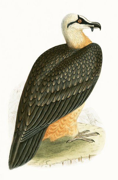 Baardgier, illustratie uit 