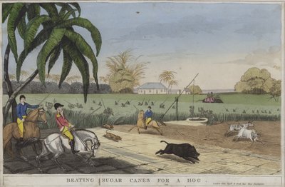 Suikerriet slaan voor een varken (gekleurde gravure) door English School