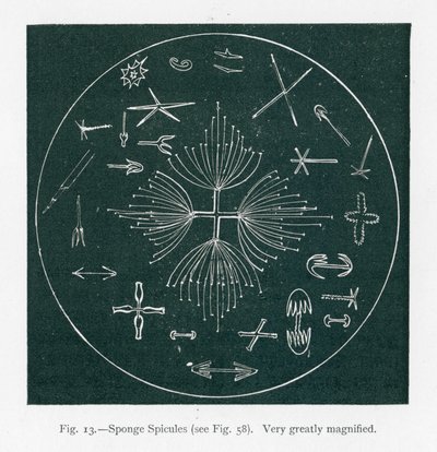 Schoonheden van de natuur: Spons Spicules (litho) door English School