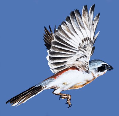 Vogel in de Lucht door English School