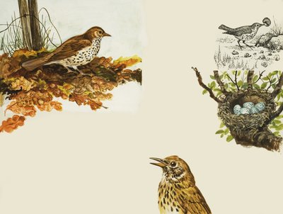 Vogels en Vogelnest door English School