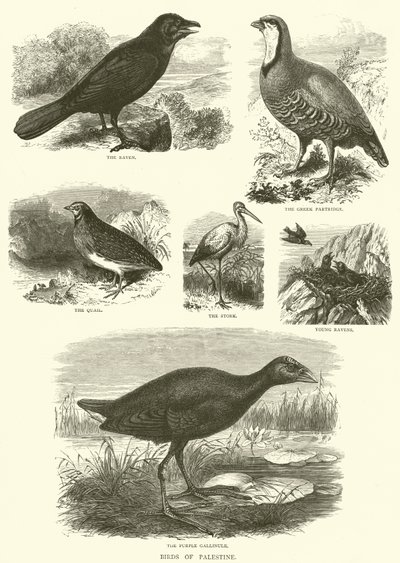 Vogels van Palestina (gravure) door English School