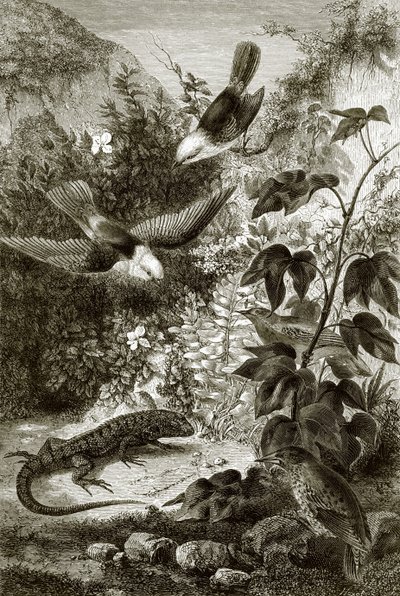 Vogels, reptielen en vegetatie door English School