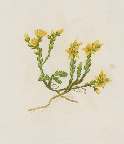 Muurpeper, Sedum Acre door English School