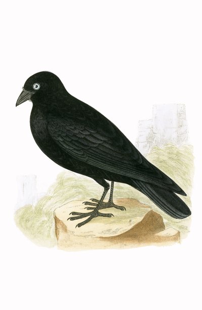 Zwarte kauw, illustratie uit 