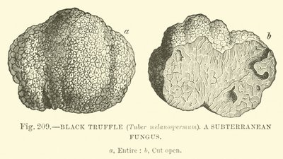 Zwarte Truffel (Tuber melanospermum); Een ondergrondse schimmel door English School