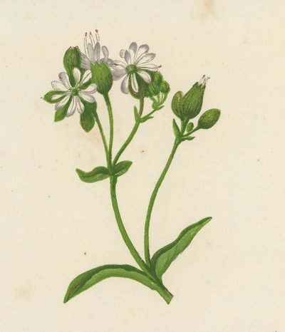 Blaassilene, Silene Inflata door English School