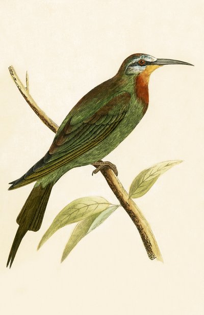 Blauwwangbijeneter, illustratie uit 