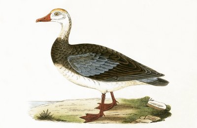 Blauwgevleugelde Gans, illustratie uit 