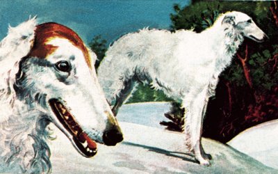 Borzoi door English School