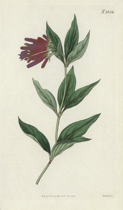 Botanische gravure door English School