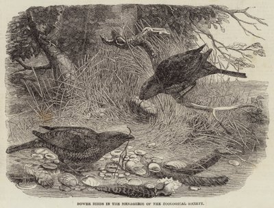 Tuinvogels in de menagerie van de Zoological Society (gravure) door English School
