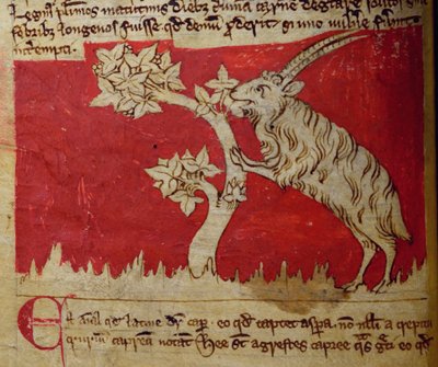 CCA-LitMs/D/10 fol.1v Geit, uit Bestiarium door English School