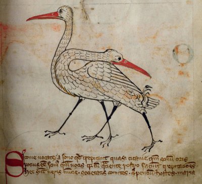 CCA-LitMs/D/10 fol. 15r Ooievaar, uit Bestiarium door English School