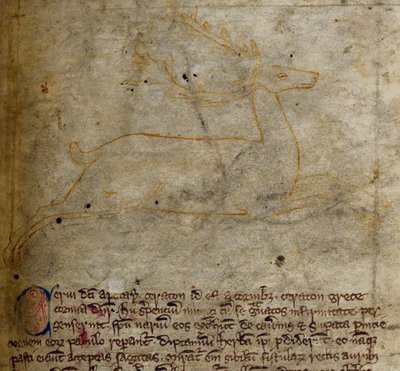 Stag, uit Bestiarium door English School