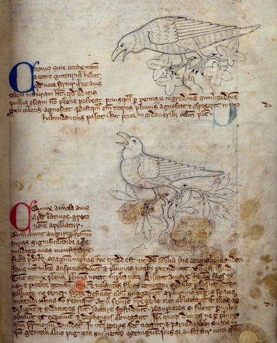 CCA-LitMs/D/10 fol. 20r Raaf en Kraai, uit Bestiarium door English School