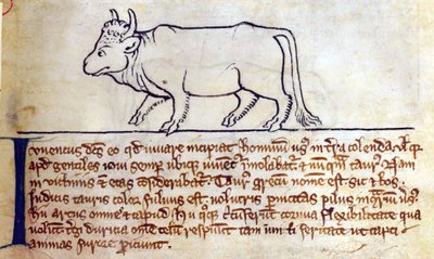 Stierkalf, uit Bestiarium door English School