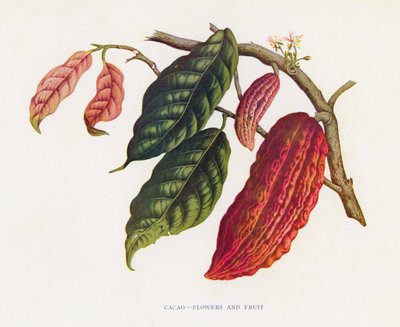 Cacao, bloemen en fruit door English School