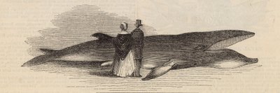 Een walvis vangen bij Deptford Pier: de walvis door English School
