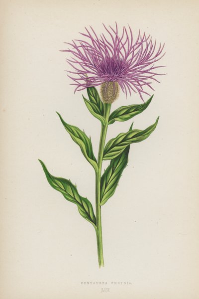 Centaurea Phrygia (kleur litho) door English School