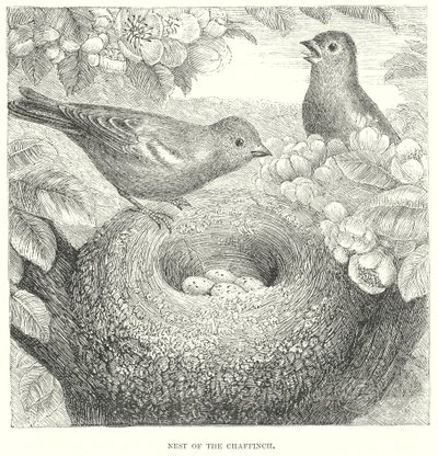 Vink (gravure) door English School